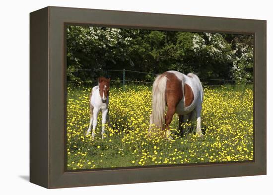 Shetland Pony 018-Bob Langrish-Framed Premier Image Canvas