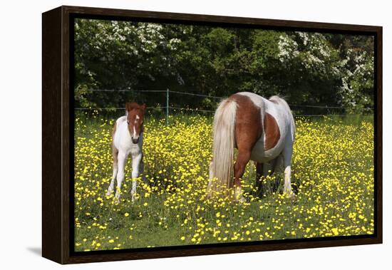 Shetland Pony 018-Bob Langrish-Framed Premier Image Canvas