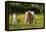 Shetland Pony 018-Bob Langrish-Framed Premier Image Canvas