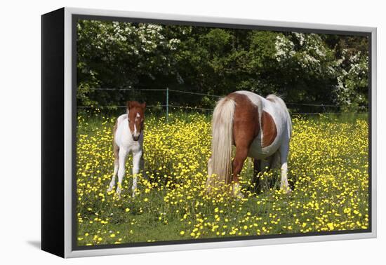 Shetland Pony 018-Bob Langrish-Framed Premier Image Canvas