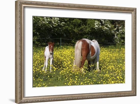 Shetland Pony 018-Bob Langrish-Framed Photographic Print