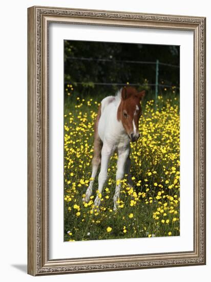 Shetland Pony 019-Bob Langrish-Framed Photographic Print