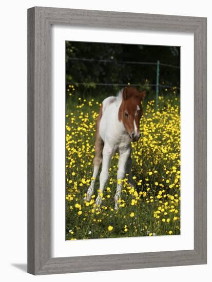 Shetland Pony 019-Bob Langrish-Framed Photographic Print