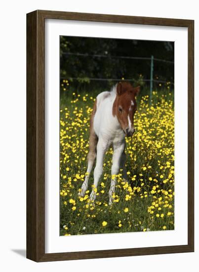 Shetland Pony 019-Bob Langrish-Framed Photographic Print