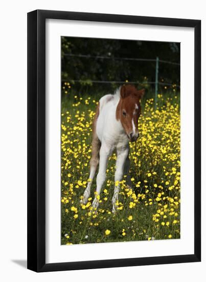 Shetland Pony 019-Bob Langrish-Framed Photographic Print