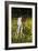 Shetland Pony 019-Bob Langrish-Framed Photographic Print