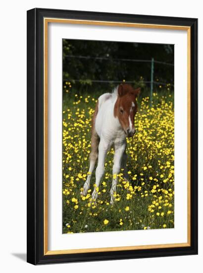 Shetland Pony 019-Bob Langrish-Framed Photographic Print