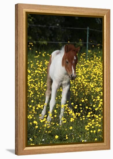 Shetland Pony 019-Bob Langrish-Framed Premier Image Canvas