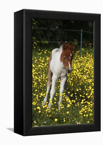 Shetland Pony 019-Bob Langrish-Framed Premier Image Canvas