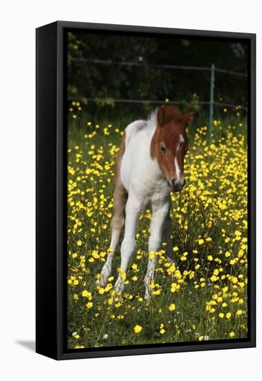 Shetland Pony 019-Bob Langrish-Framed Premier Image Canvas