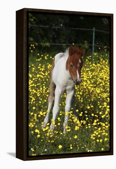 Shetland Pony 019-Bob Langrish-Framed Premier Image Canvas
