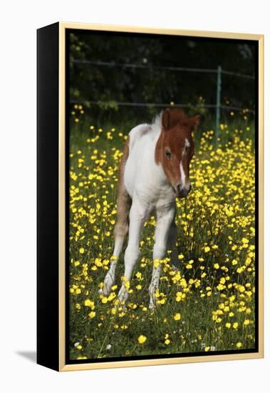 Shetland Pony 019-Bob Langrish-Framed Premier Image Canvas