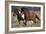 Shetland Pony 026-Bob Langrish-Framed Photographic Print