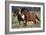 Shetland Pony 026-Bob Langrish-Framed Photographic Print