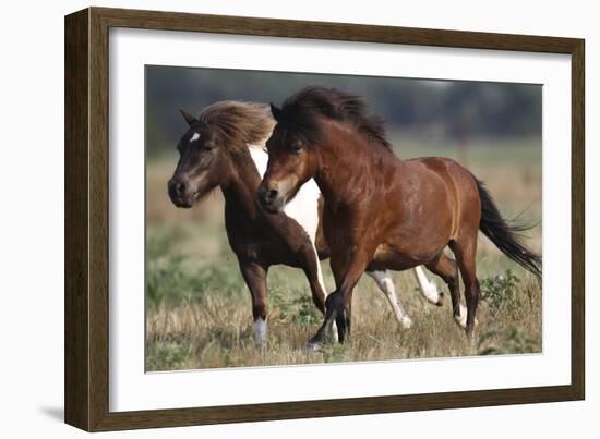 Shetland Pony 026-Bob Langrish-Framed Photographic Print