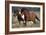 Shetland Pony 026-Bob Langrish-Framed Photographic Print