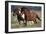 Shetland Pony 026-Bob Langrish-Framed Photographic Print