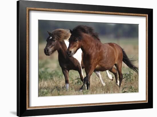 Shetland Pony 026-Bob Langrish-Framed Photographic Print