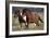 Shetland Pony 026-Bob Langrish-Framed Photographic Print