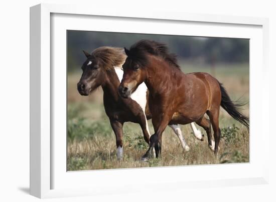 Shetland Pony 026-Bob Langrish-Framed Photographic Print