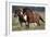 Shetland Pony 026-Bob Langrish-Framed Photographic Print