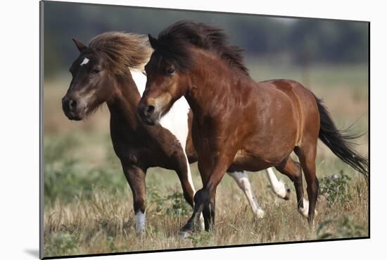 Shetland Pony 026-Bob Langrish-Mounted Photographic Print
