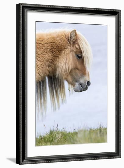 Shetland Pony on the Island of Foula, Part of the Shetland Islands in Scotland-Martin Zwick-Framed Photographic Print