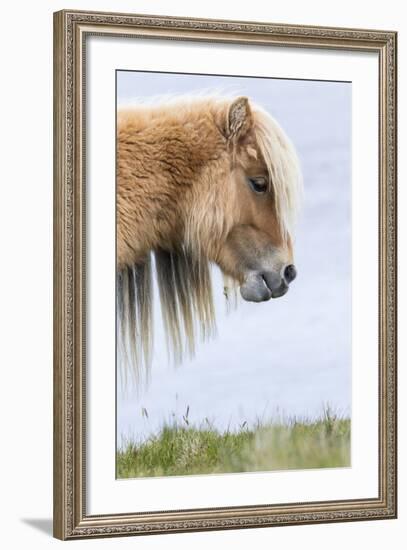 Shetland Pony on the Island of Foula, Part of the Shetland Islands in Scotland-Martin Zwick-Framed Photographic Print