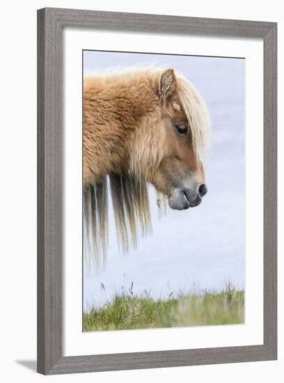 Shetland Pony on the Island of Foula, Part of the Shetland Islands in Scotland-Martin Zwick-Framed Photographic Print