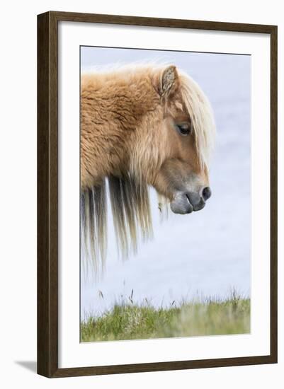 Shetland Pony on the Island of Foula, Part of the Shetland Islands in Scotland-Martin Zwick-Framed Photographic Print