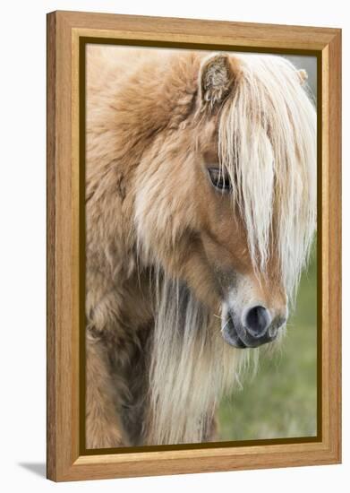 Shetland Pony on the Island of Foula, Part of the Shetland Islands in Scotland-Martin Zwick-Framed Premier Image Canvas