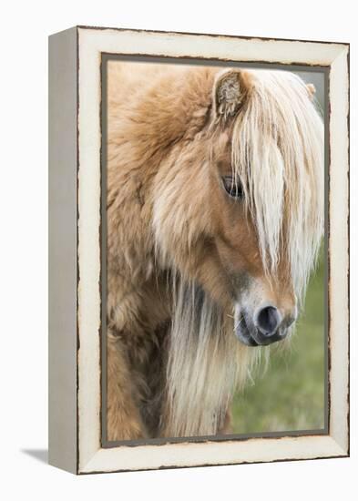 Shetland Pony on the Island of Foula, Part of the Shetland Islands in Scotland-Martin Zwick-Framed Premier Image Canvas