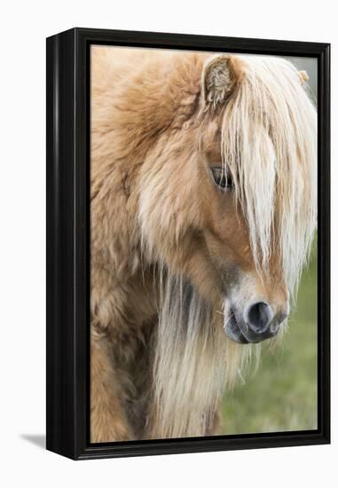 Shetland Pony on the Island of Foula, Part of the Shetland Islands in Scotland-Martin Zwick-Framed Premier Image Canvas