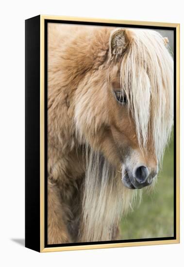 Shetland Pony on the Island of Foula, Part of the Shetland Islands in Scotland-Martin Zwick-Framed Premier Image Canvas