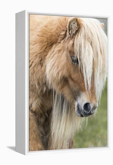 Shetland Pony on the Island of Foula, Part of the Shetland Islands in Scotland-Martin Zwick-Framed Premier Image Canvas