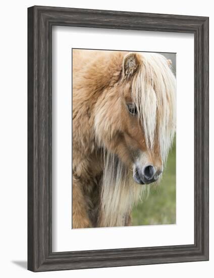 Shetland Pony on the Island of Foula, Part of the Shetland Islands in Scotland-Martin Zwick-Framed Photographic Print