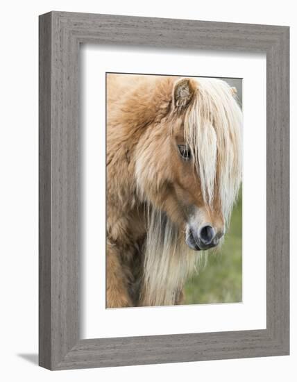 Shetland Pony on the Island of Foula, Part of the Shetland Islands in Scotland-Martin Zwick-Framed Photographic Print