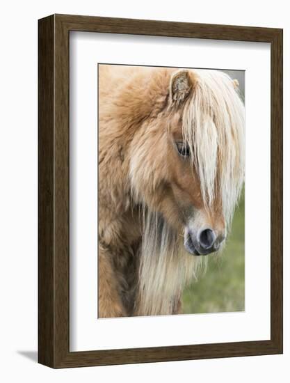 Shetland Pony on the Island of Foula, Part of the Shetland Islands in Scotland-Martin Zwick-Framed Photographic Print