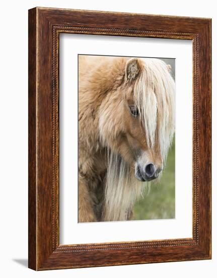 Shetland Pony on the Island of Foula, Part of the Shetland Islands in Scotland-Martin Zwick-Framed Photographic Print