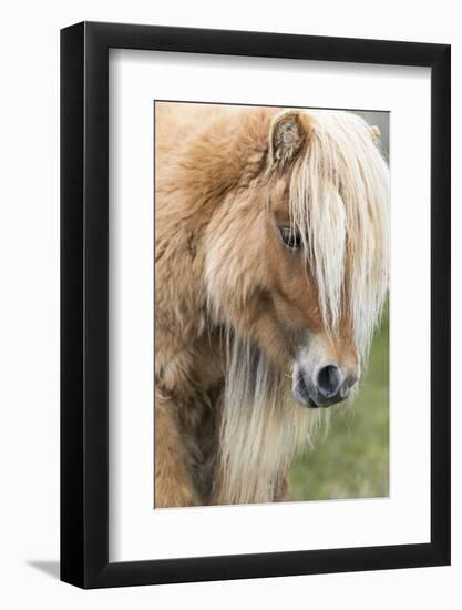 Shetland Pony on the Island of Foula, Part of the Shetland Islands in Scotland-Martin Zwick-Framed Photographic Print