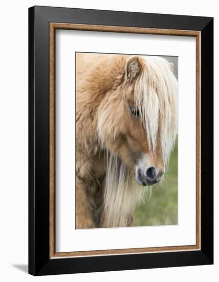 Shetland Pony on the Island of Foula, Part of the Shetland Islands in Scotland-Martin Zwick-Framed Photographic Print