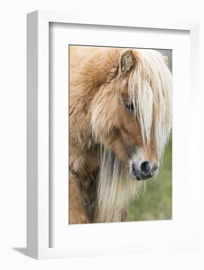 Shetland Pony on the Island of Foula, Part of the Shetland Islands in Scotland-Martin Zwick-Framed Photographic Print