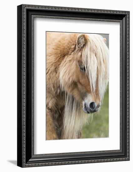 Shetland Pony on the Island of Foula, Part of the Shetland Islands in Scotland-Martin Zwick-Framed Photographic Print