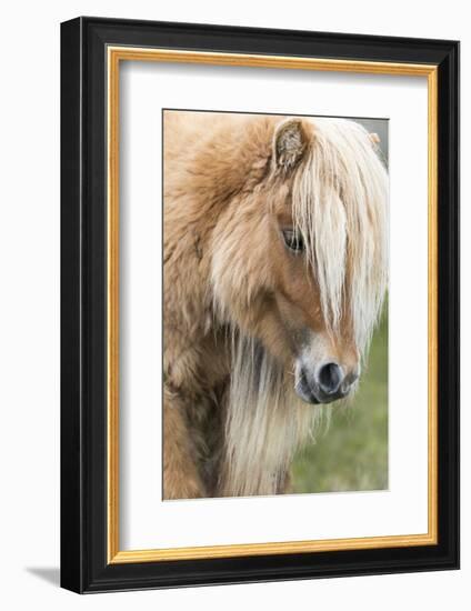 Shetland Pony on the Island of Foula, Part of the Shetland Islands in Scotland-Martin Zwick-Framed Photographic Print