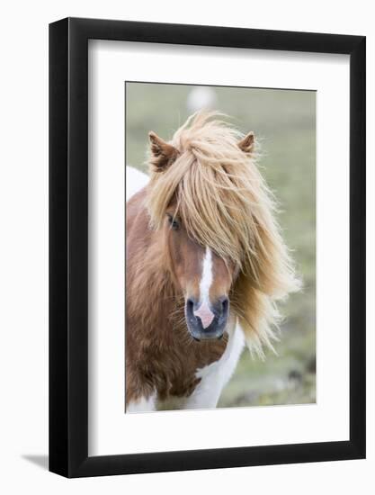 Shetland Pony on the Island of Unst, Part of the Shetland Islands in Scotland-Martin Zwick-Framed Photographic Print