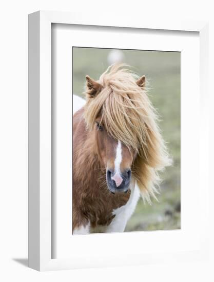 Shetland Pony on the Island of Unst, Part of the Shetland Islands in Scotland-Martin Zwick-Framed Photographic Print