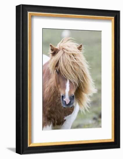 Shetland Pony on the Island of Unst, Part of the Shetland Islands in Scotland-Martin Zwick-Framed Photographic Print