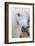 Shetland Pony on the Island of Unst, Part of the Shetland Islands in Scotland-Martin Zwick-Framed Photographic Print