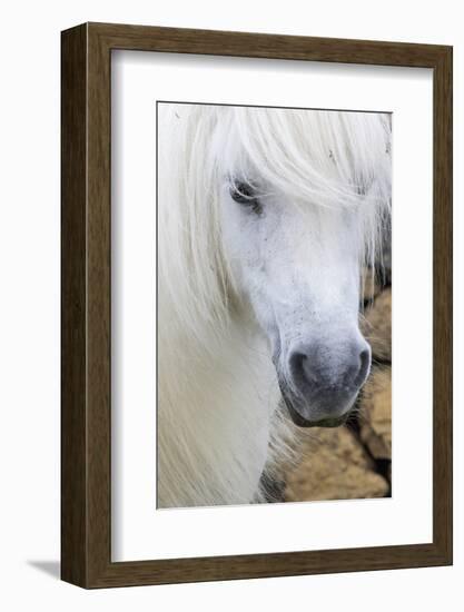 Shetland Pony on the Island of Unst, Part of the Shetland Islands in Scotland-Martin Zwick-Framed Photographic Print