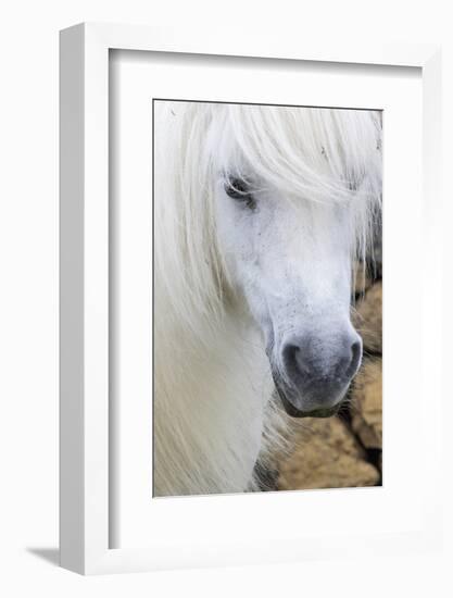 Shetland Pony on the Island of Unst, Part of the Shetland Islands in Scotland-Martin Zwick-Framed Photographic Print